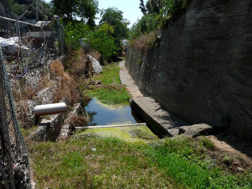 Rio Salivoli (Piombino) - rospi smeraldini in citt!